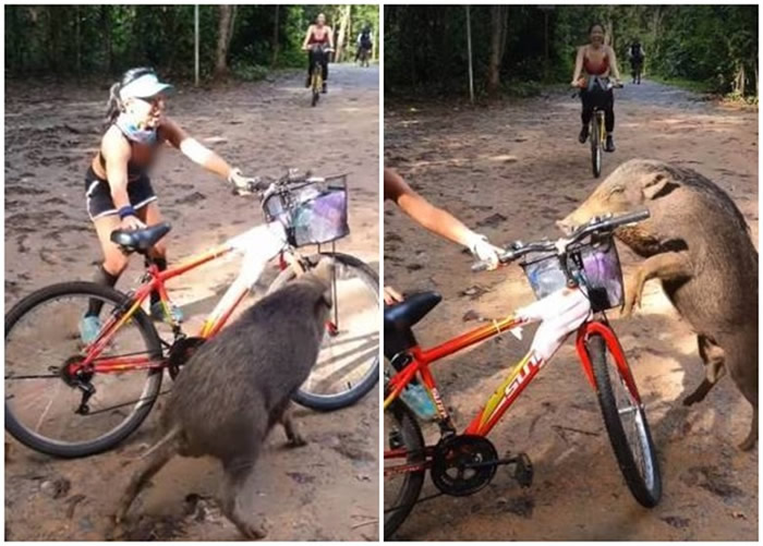 新加坡女子到乌敏岛单车游 被大野猪拦途截劫咖喱角