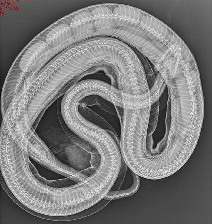 澳洲昆士兰省地毯莫瑞蟒被车撞死腹部异常隆起 照X光惊见体内藏12颗蛇蛋