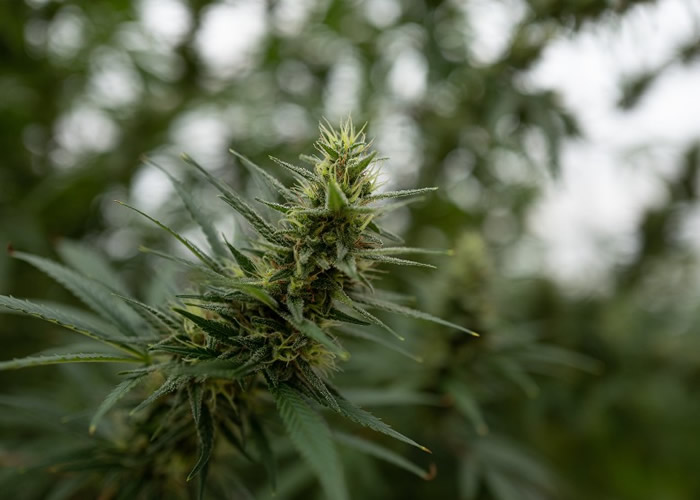 ���Ϲ�����ҩƷίԱ�ᣨCND��ͶƱ����ͨ�����ϴ����ҽ����;