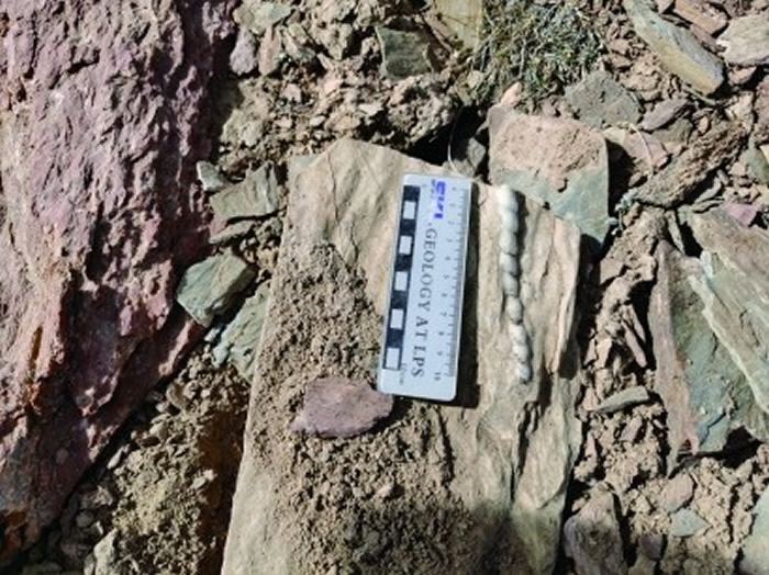 玛依岗日雪山旁的奥陶纪角石化石