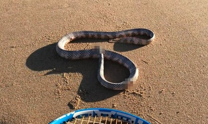 澳洲男子牵狗在沙滩散步时发现疑被鸟类咬断头仍扭动身体的“无头蛇”