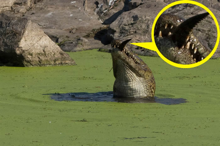 同类相食！南非克留格尔国家公园重达544公斤大鳄鱼吞食小鳄鱼