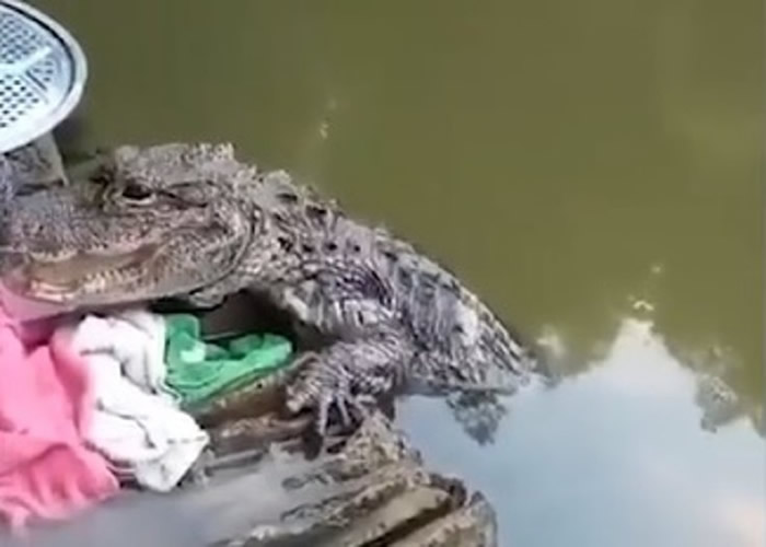 ����ʡ������Ů��ÿ���ںӱ�ϴ��ʱ ����һֻҰ���������غ�һ��