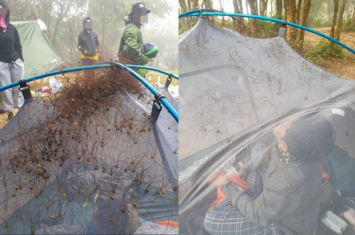 盲蛛!泰国男子野外露营醒来抬头一看吓坏 大量长脚生物聚集在帐篷上
