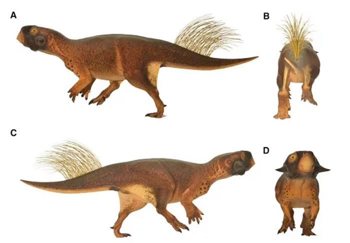 2016귢һƪĶ۽ؽͼƬԴ3D Camouflage in an Ornithischian Dinosaur. Vinth