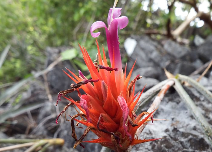 Acanthostachys calcicolaڰɭʯ