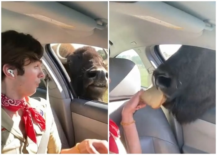 ����ŦԼ������Ұ�����﹫԰�����۹�ι¹ ˮţ��ͷ�������Ҫ��һ����