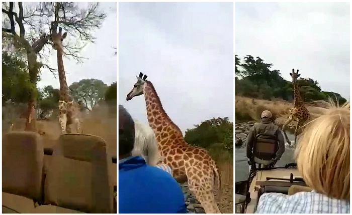 东非国家肯尼亚马赛马拉国家保育区长颈鹿穷追游览车不放