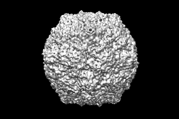 非洲大陆惊现一种新的未知疾病“Disease X”(疾病X)
