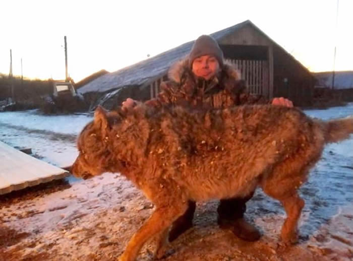 2条爱犬在面前被杀 俄罗斯农夫徒手对决野狼扭断对方脖子