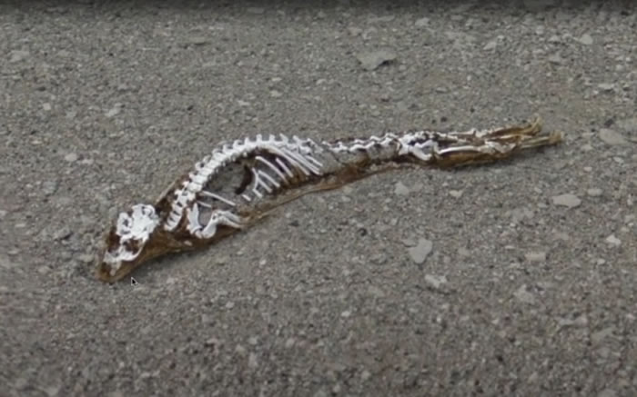 YouTube频道MrMBB333发布影片称南极海岸发现巨大的“恐龙”遗骸