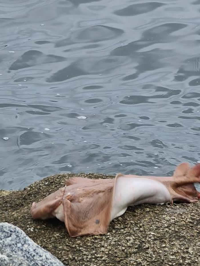 澳洲男子在巴特曼斯贝湾意外捕捉到超罕见的海洋生物——单鳍澳洲睡电鳐(棺材魟)