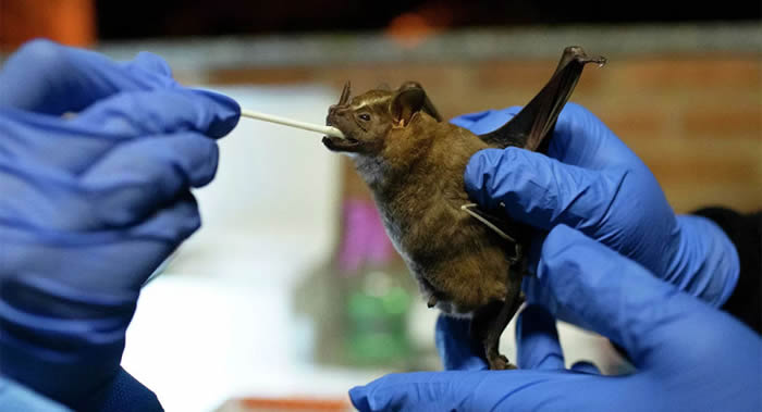 ���Ŵ�ѧ��Pirbright�о���ר��ȷ���¹ڲ���������ʹ�����������²��ԵĹؼ��仯