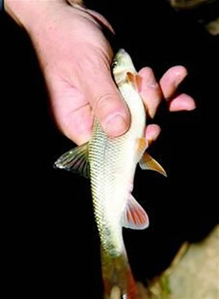 湖北省十堰市神秘洞穴“流鱼洞”每年吐出上万斤鱼 属濒危多鳞白甲鱼(泰山赤鳞鱼)