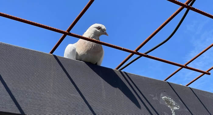 ����һֻ���Ӵ�Խ̫ƽ���13000���������Ĵ����� �����ܱ���ɱ