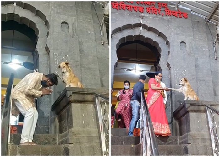 ӡ��������ʩ������һֻС����������ʩ��ά���ſ�����ǰ�����ڡ���ͷ���֡���ף��