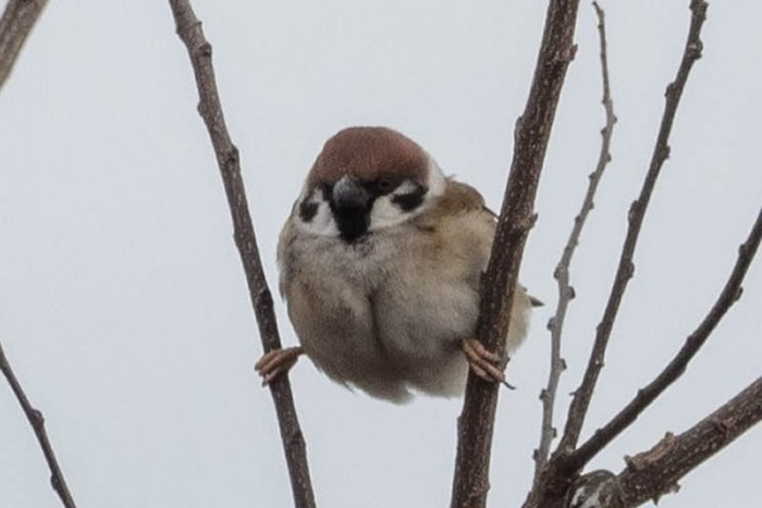 ձTwitterѲ׽ȸġһʦ