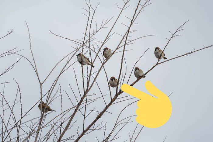 ձTwitterѲ׽ȸġһʦ