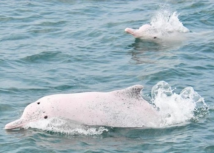 台湾目前记录在册的中华白海豚仅存64条