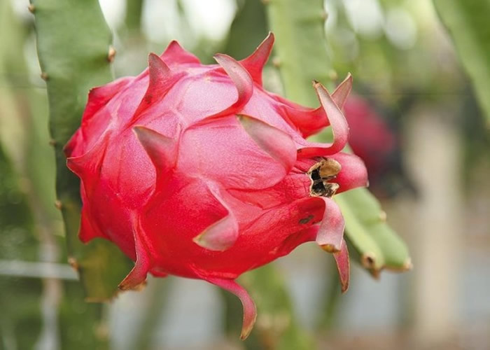 ӡ������Ī�ϼ���ҪΪ���������� ԭ���Ȼ�ǡ��������й��й�