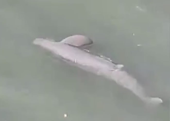 福建福州男子拍片炫耀捕获大鱼 疑是国家一级保护动物江豚