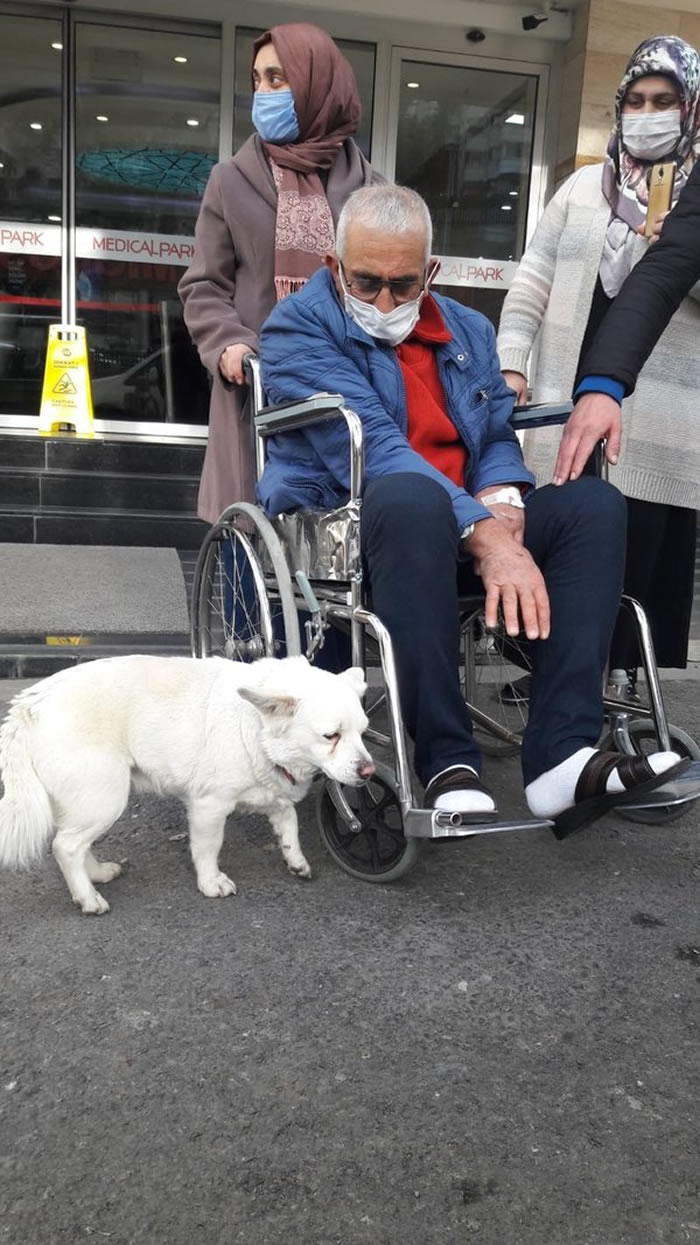 土耳其特拉布宗忠犬追赶接载主人的救护车 接连6天到医院门口守候