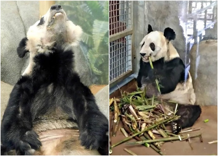 网民爆料称两只旅美大熊猫丫丫和乐乐在位于田纳西州的孟菲斯动物园疑遭虐待