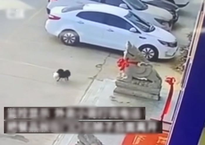 ɽ��ʡ������С������͵�������� ���񣺿϶��ǹ߷�