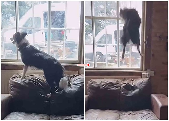 Ӣ��������˹��һֻ�߾�����ȮΪ��������ע�� ��ɳ�����Ϸ����