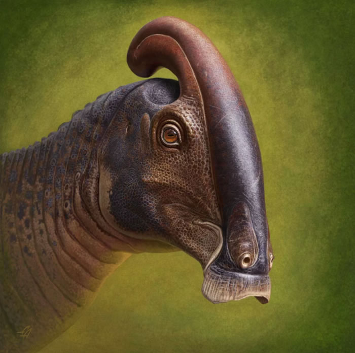 ѧҽ״ηָParasaurolophus cyrtocristatusõͷǻʯ