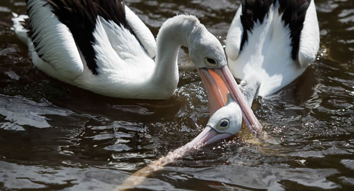 ���ڼӶ������������ҹ�԰�������ɼ��������¼�