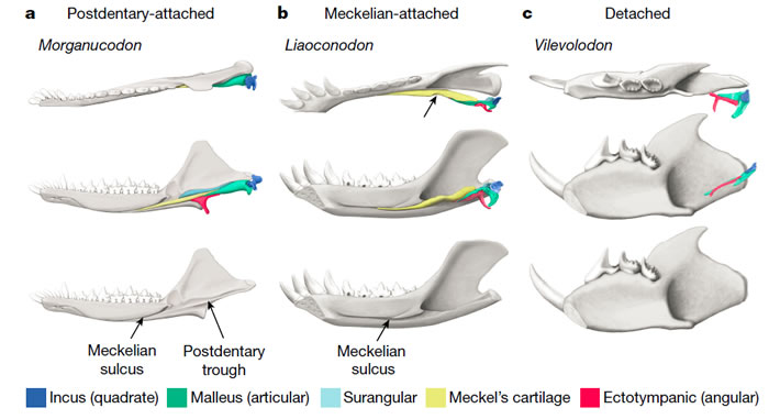 a,ͨ󷽹жpostdentary-attached middle ear; b, ͨж Meckelia