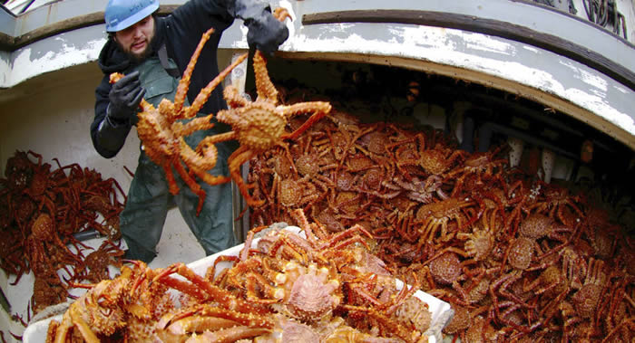 挪威居民抱怨遭到“斯大林红军”堪察加螃蟹入侵 破坏生态系统平衡