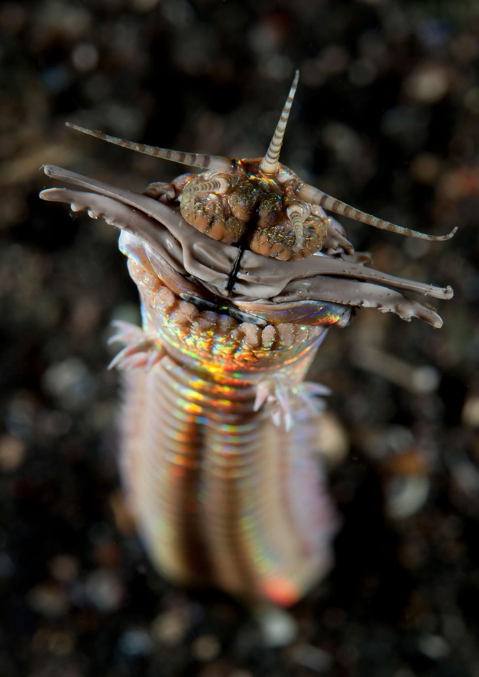 ʳԵĲسɳ3߳ͼֻӡױϿLembeh Strait PHOTOGRAPH FROM RYAN ROSSOTTO, NAT