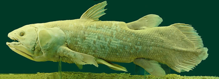 “活化石”矛尾鱼体内查明62种在过去1000万年的进化基因