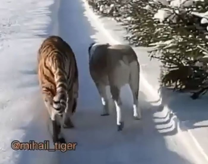 俄罗斯一只老虎和狗散步 半路杀出一头狮子二话不说就向老虎扑去