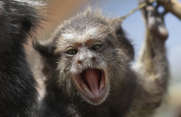 ӡ��Ұ�ﴳ��լ͵��8���˫��̥ŮӤ��������