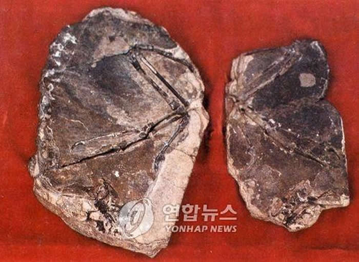 资料图片：这是朝鲜1989年在新义州发现的鸟类化石。 韩联社
