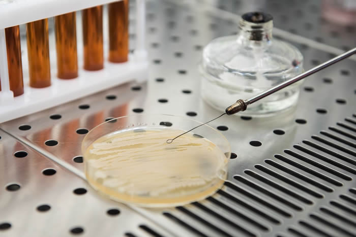 俄罗斯科学家证明益生菌——枯草芽孢杆菌和解淀粉芽孢杆菌可以有效对抗沙门氏菌