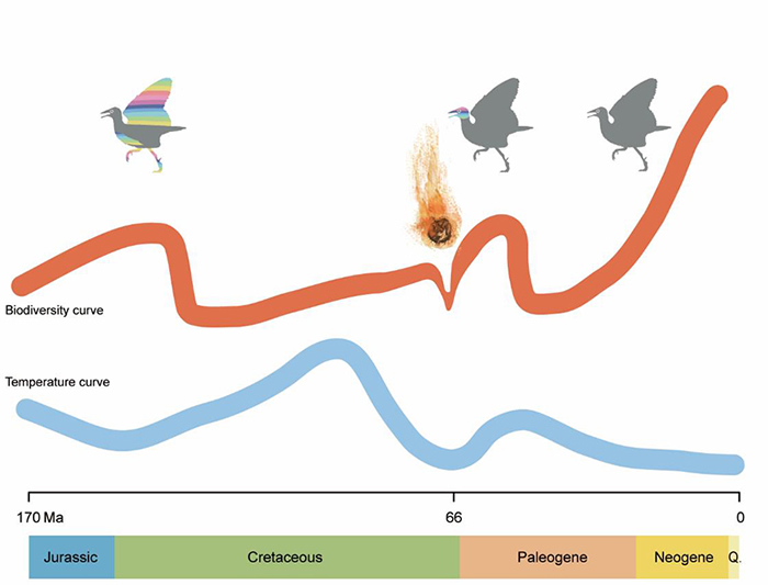 鸟类生物多样性演化和气候及白垩纪末大灭绝事件的关系示意图（任名卉绘）