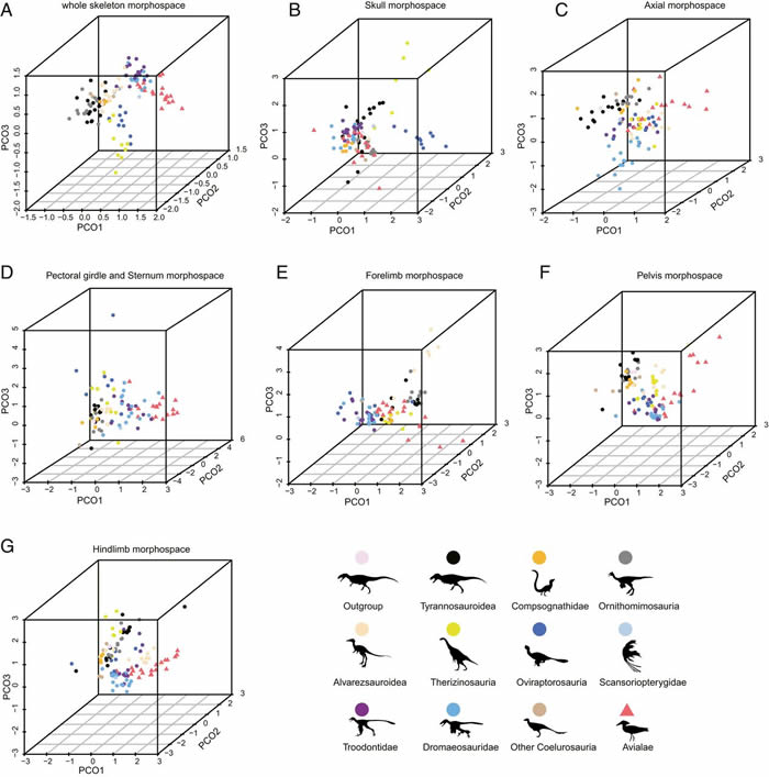 鸟类和恐龙形态差异度分析显示早期鸟类明显不同于其恐龙近亲