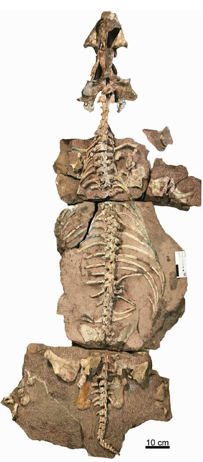 内蒙古大青山动物群发现吐鲁番兽属新种化石“九峰吐鲁番兽”