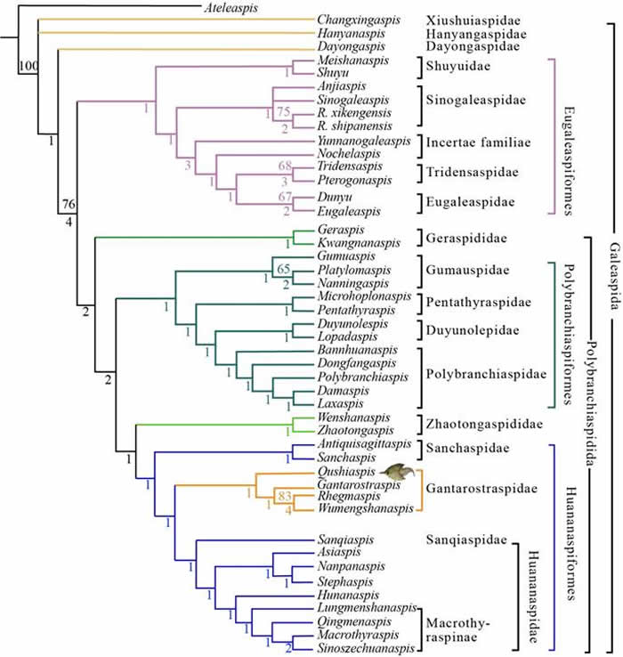 盔甲鱼亚纲系统发育关系及系统分类(盖志琨提供)