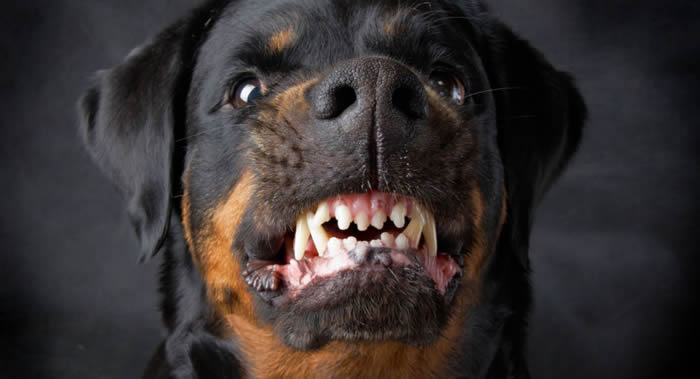 狗发起攻击或是因为五个原因之一:疼痛、必须自卫、害怕 、心理创伤或受荷尔蒙影响