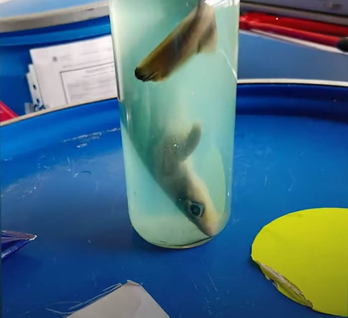 游客试图托运装有死鲨鱼的行李 惊呆美国纽约州锡拉丘兹汉考克国际机场工作人员