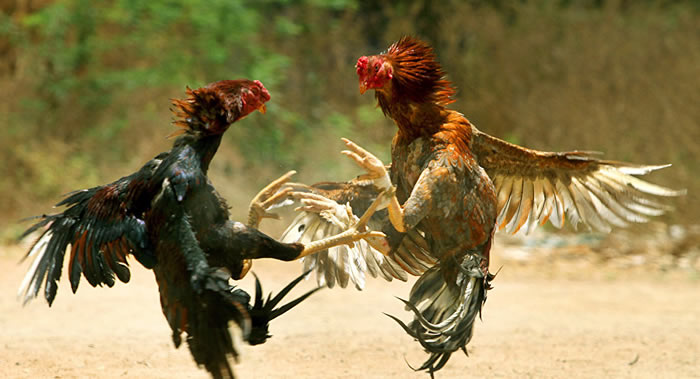 ӡ׸ɰһֻڱʼǰɱԼ