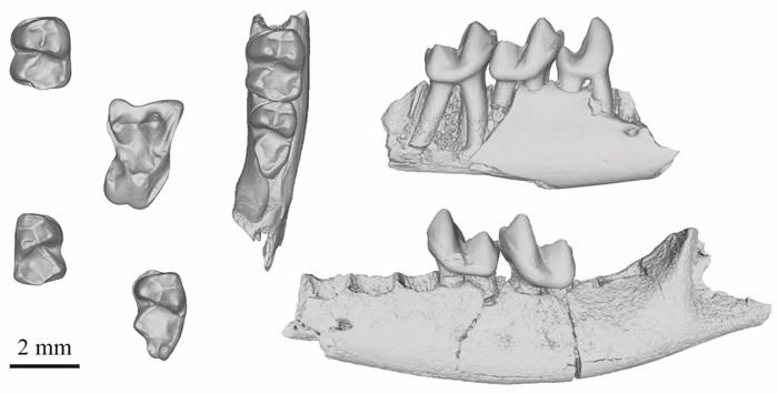 最古老的灵长类动物Purgatorius mckeeveri化石表明其祖先曾和恐龙一起生活