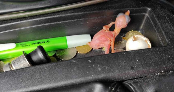 �������������׵������Ӽ��񵰷��������� 2���Ȼ����С��