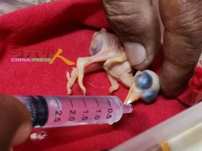 �������������׵������Ӽ��񵰷��������� 2���Ȼ����С��