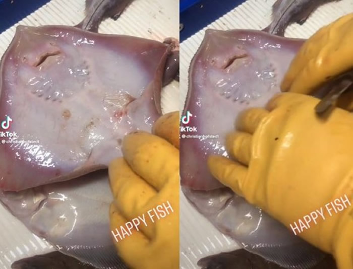 赤魟宝宝腹部被丹麦鱼夫轻搔后蜷起身体露出“微笑”